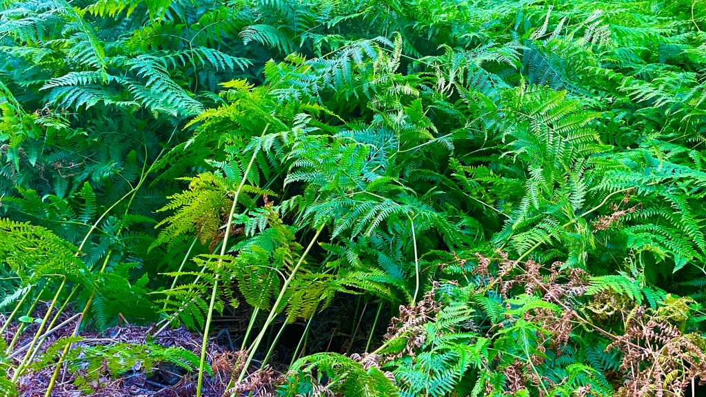 Dichtes Farndickicht im Wald mit hohen Farnen und schattigem Unterholz